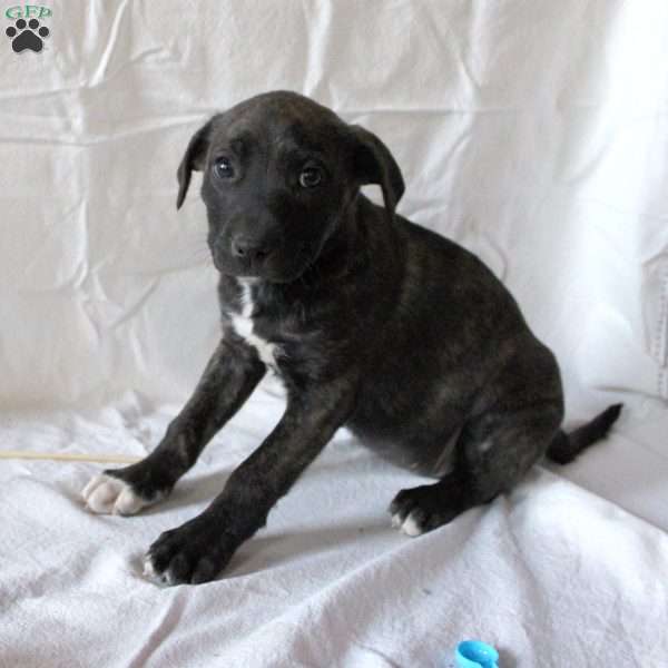 Peruva, Labrador Mix Puppy